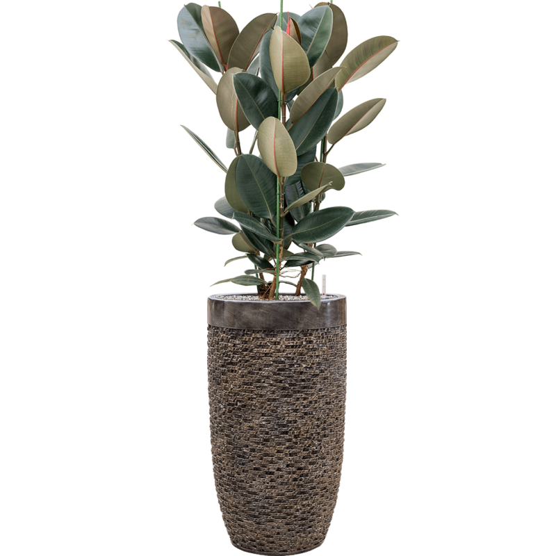 Ficus Abidjan in Baq Luxe Lite Universe Layer