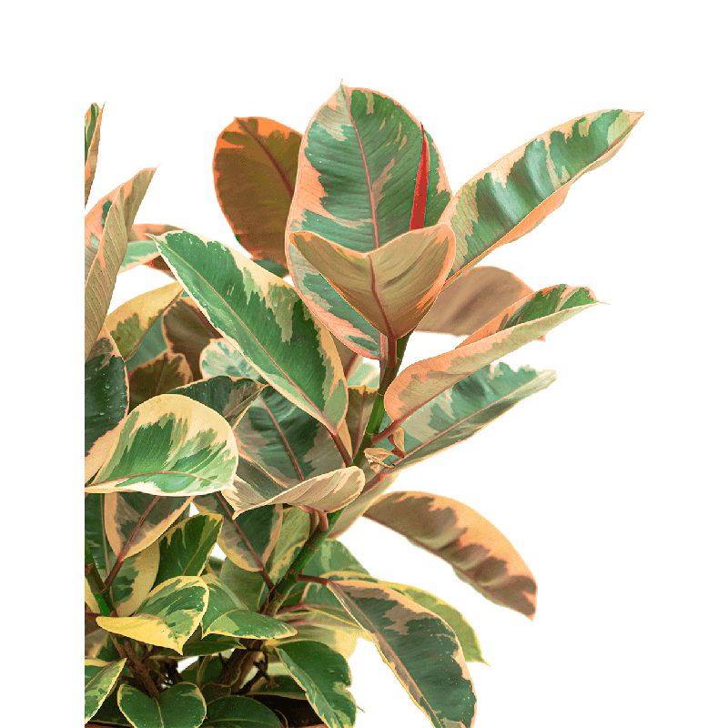 Ficus Elastica Belize