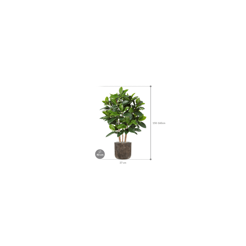 Ficus elastica in Luxe Lite Universe Waterfall Cilinder - kunstplant