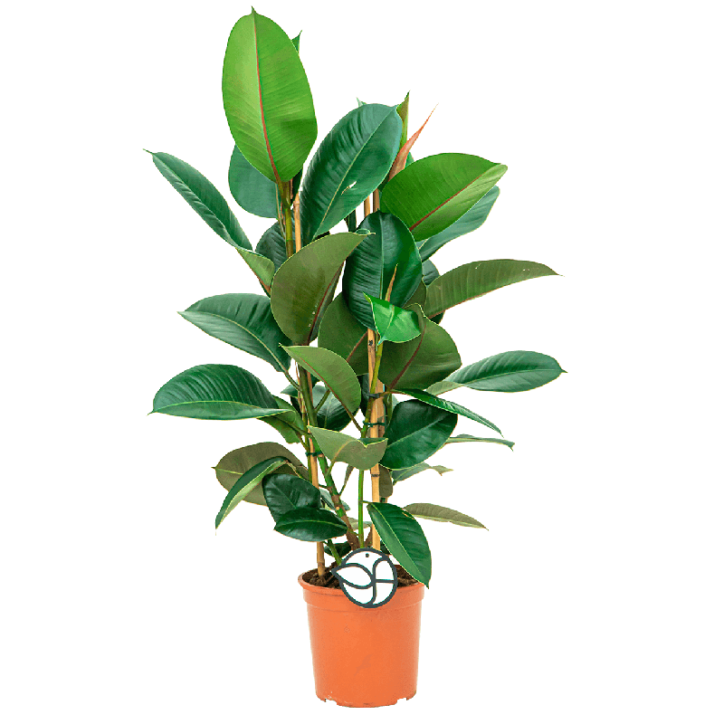 Ficus Elastica Robusta toef