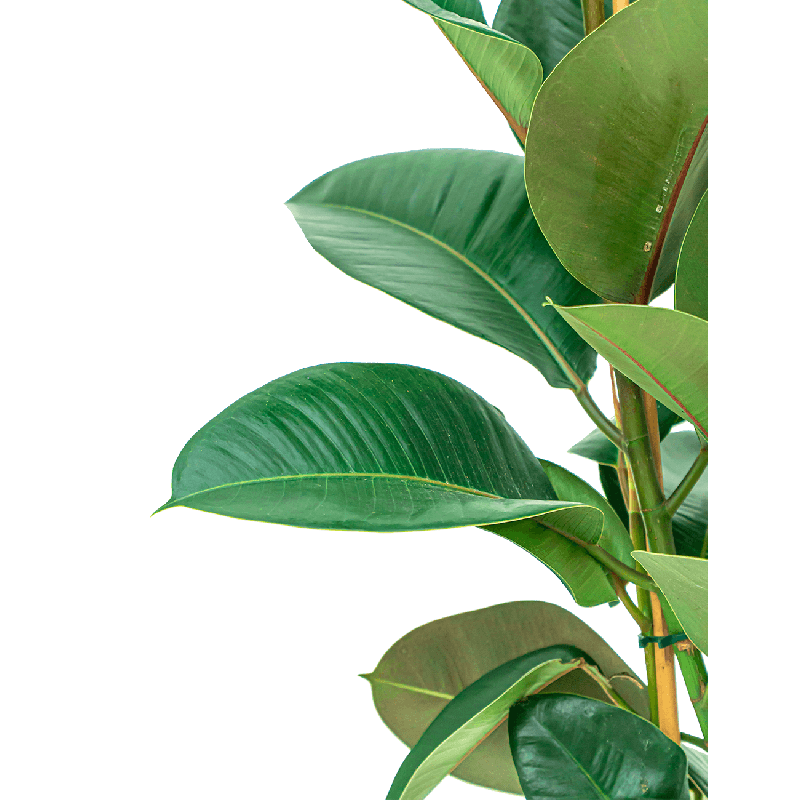 Ficus Elastica Robusta op stam