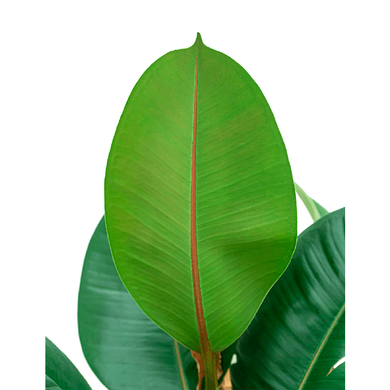 Ficus Elastica Robusta bush