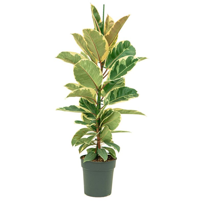 Ficus Elastica Tineke