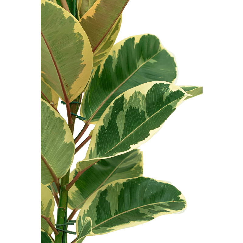 Ficus Elastica Tineke