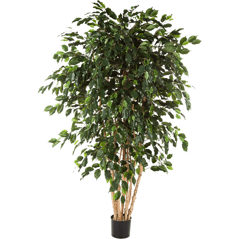 Ficus exotica vertakt XXL - kunstplant