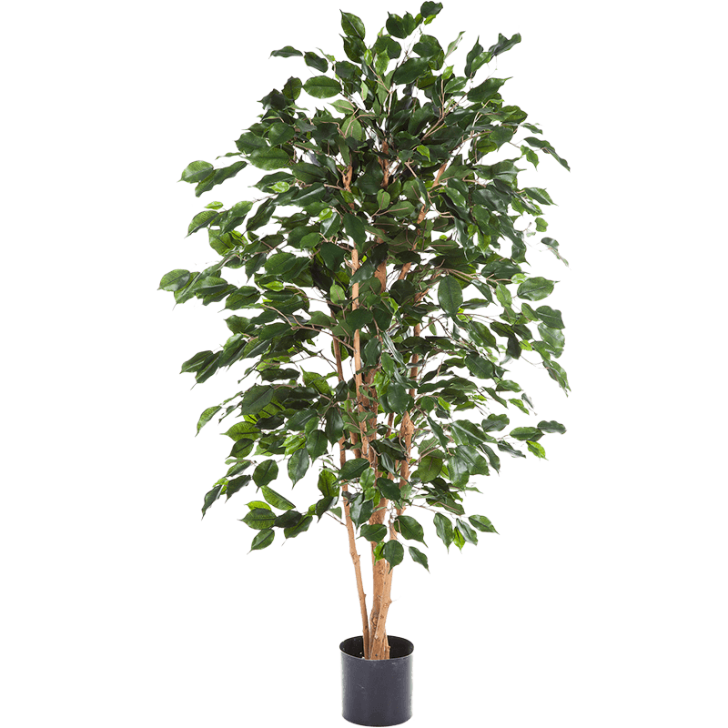 Ficus Nitida Exotica - kunstplant