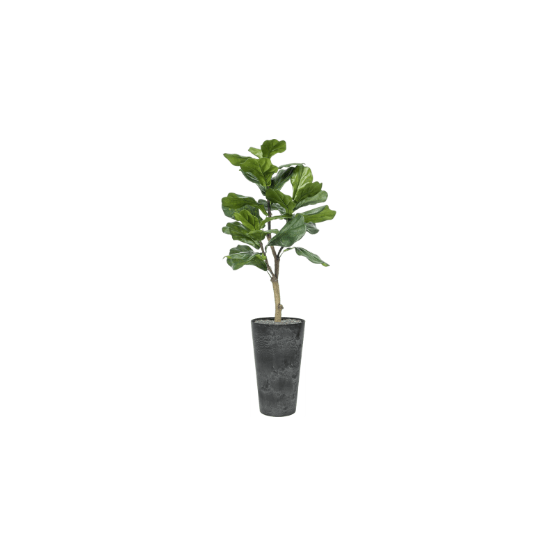 Ficus lyrata in Claire Pot Hoog Zwart - kunstplant