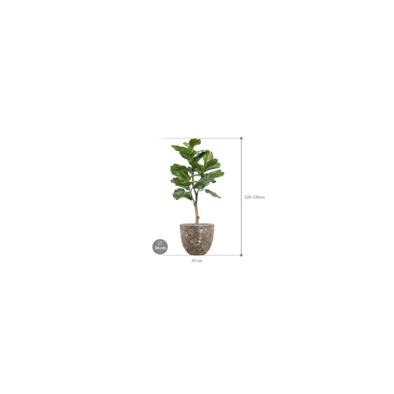 Ficus lyrata in Vulcana Couple Metal - kunstplant