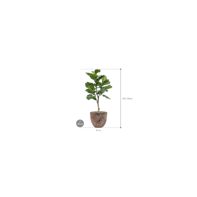 Ficus lyrata in Vulcana Couple Roze - kunstplant