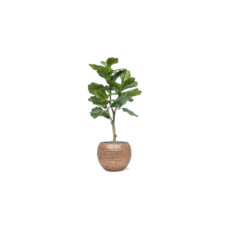 Ficus lyrata in Opus Hammered Globe Goud - kunstplant