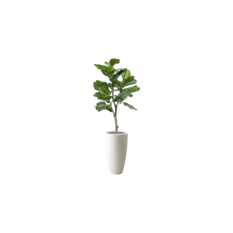 Ficus lyrata in Elho Pure Soft Rond Hoog Wit - kunstplant