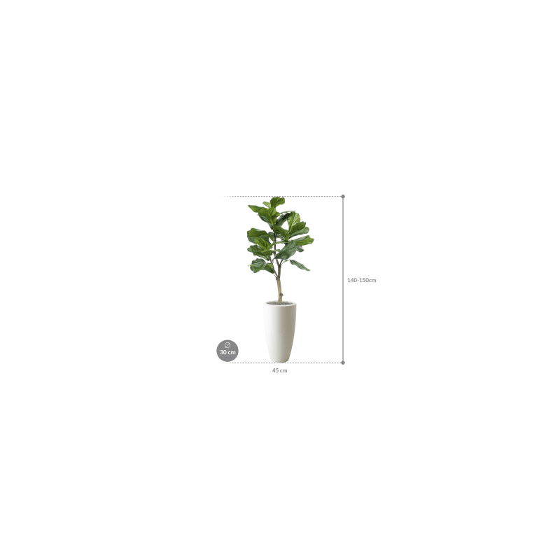 Ficus lyrata in Elho Pure Soft Rond Hoog Wit - kunstplant