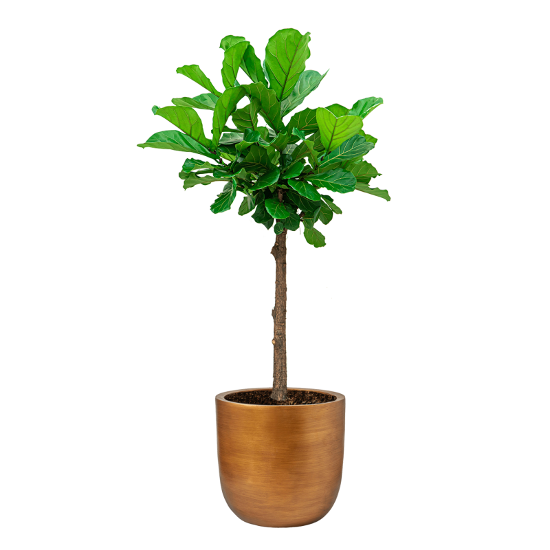 Ficus Lyrata op stam in Lux Retro Egg goud