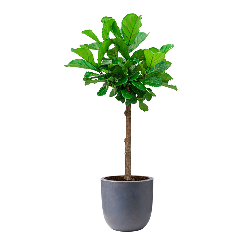 Ficus Lyrata op stam in Urban Smooth Egg Planter donkergrijs