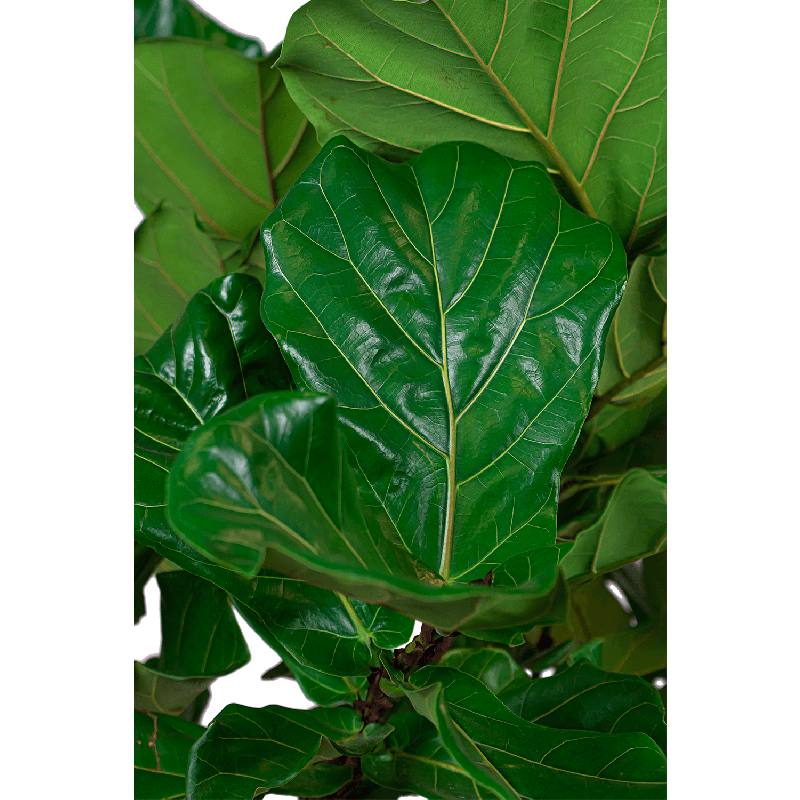 Ficus Lyrata op stam in watergevende Classico zwart