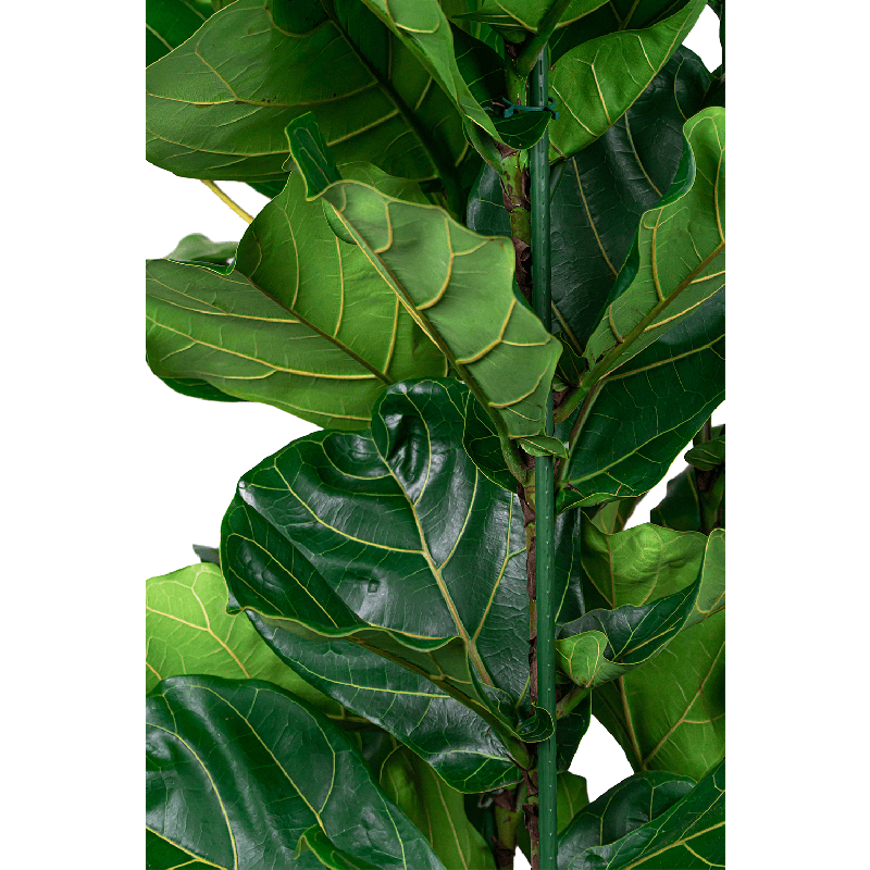 Ficus Lyrata hydrocultuur in Runner rond zwart