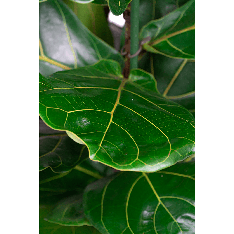 Ficus Lyrata hydrocultuur in Runner vierkant antraciet