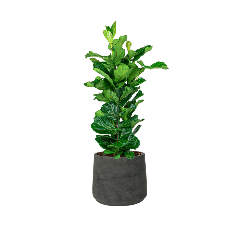 Ficus Lyrata in Rugged Patt zwart