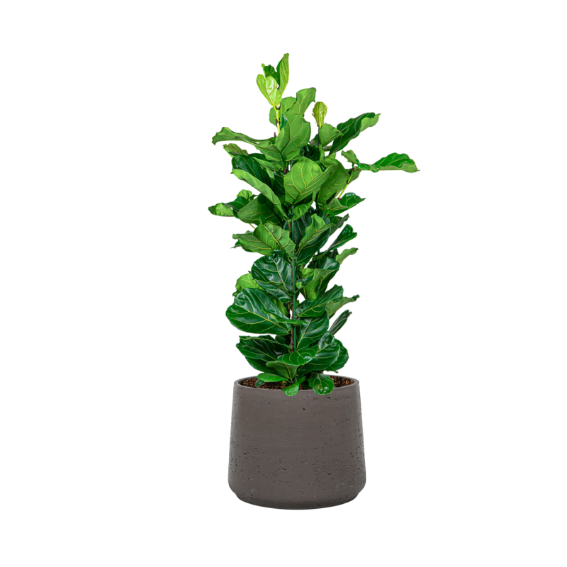 Ficus Lyrata in Rugged Patt chocolate