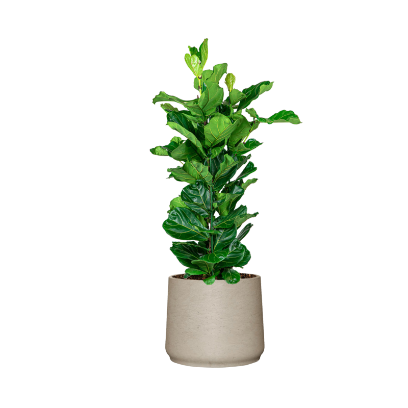 Ficus Lyrata in Rugged Patt grijs