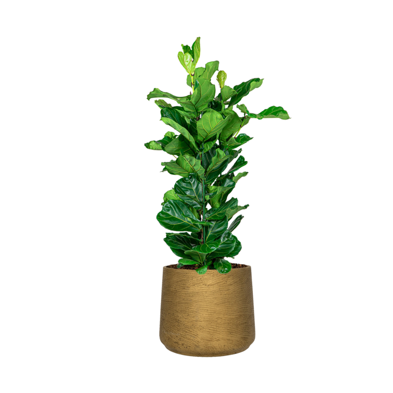 Ficus Lyrata in Rugged Patt goud