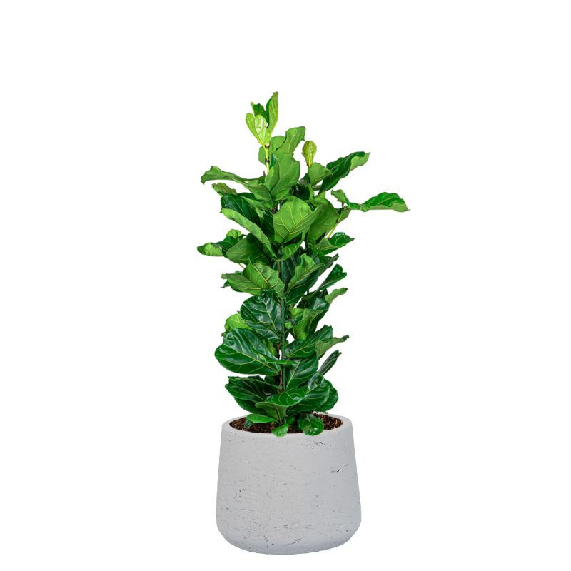 Ficus Lyrata in Rugged Patt wit