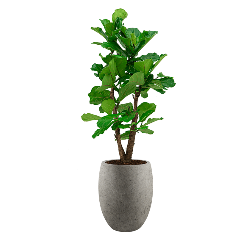 Ficus Lyrata vertakt in Grigio Tall Balloon grijs