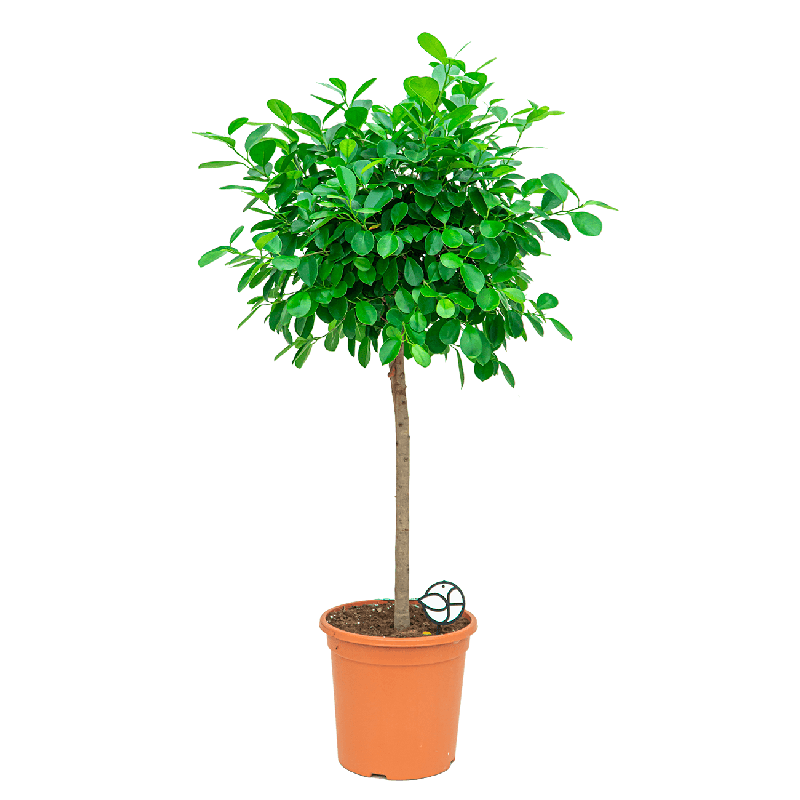 Ficus Microcarpa Moclame op stam