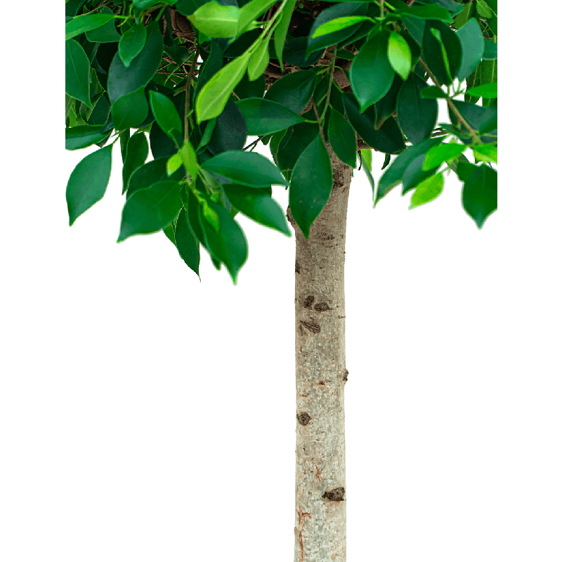 Ficus Nitida hydrocultuur in Runner rond zwart