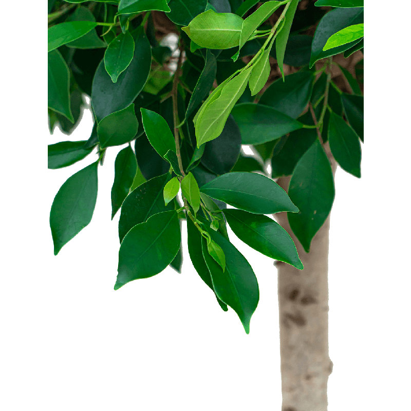 Ficus Nitida hydrocultuur in Runner vierkant antraciet