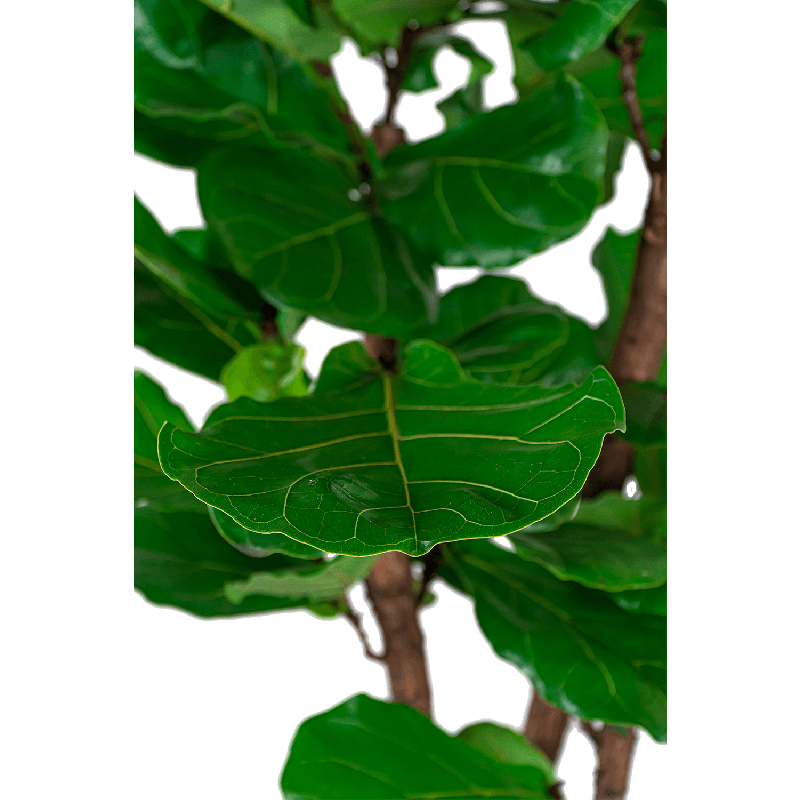 Ficus Lyrata vertakt in Grigio Tall Balloon grijs