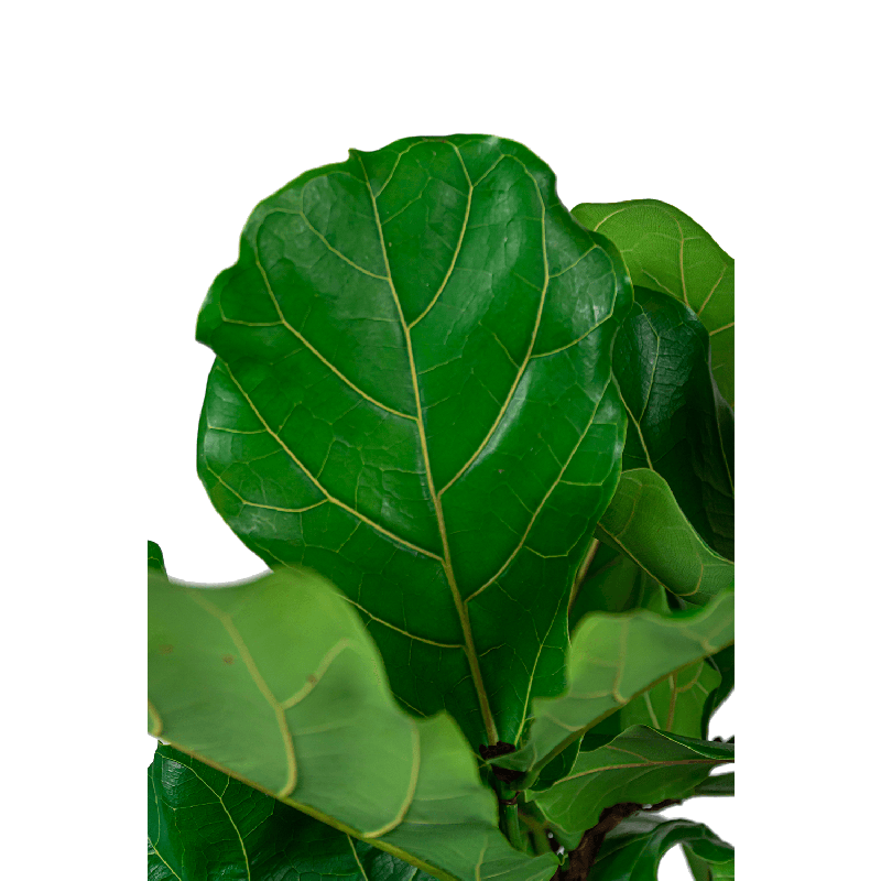 Ficus Lyrata vertakt