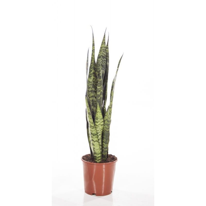 Sansevieria Coral Black 