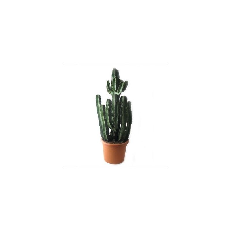 Euphorbia Ingens vertakt