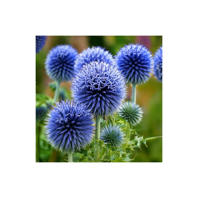 Echinops Blue Globe - 6 stuks