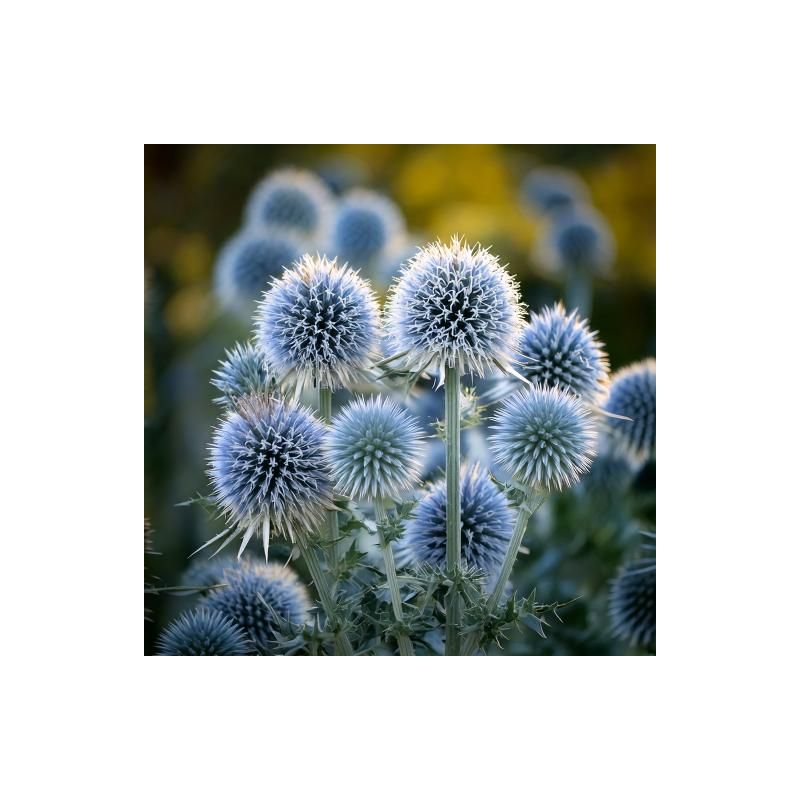 Echinops Star Frost - 6 stuks