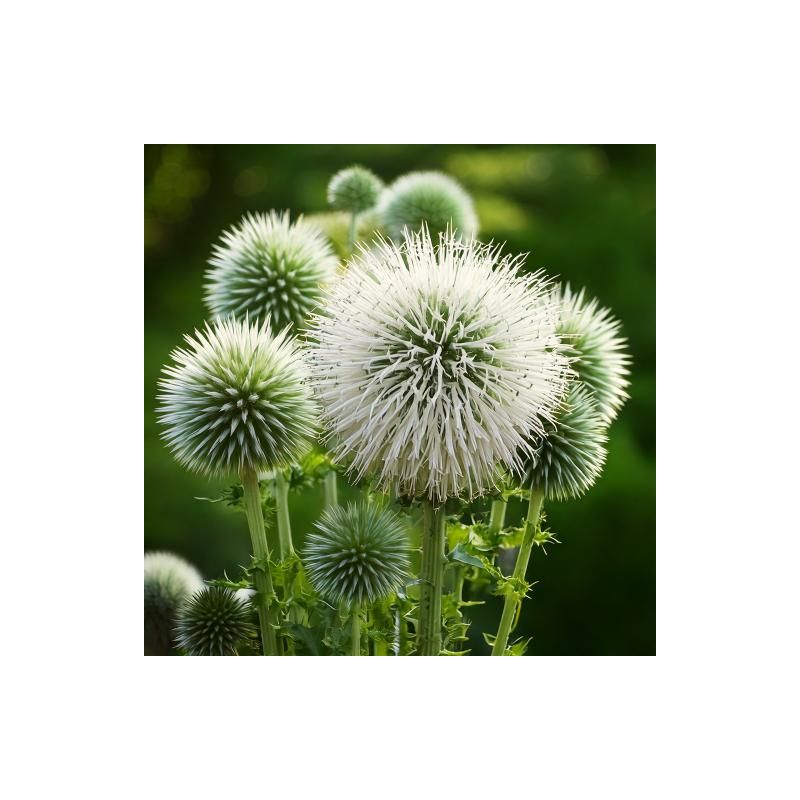 Echinops Albus - 6 stuks