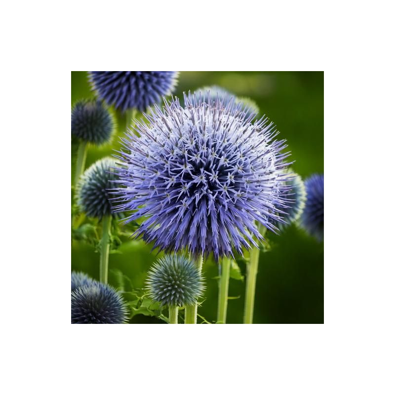 Echinops bannaticus - 6 stuks