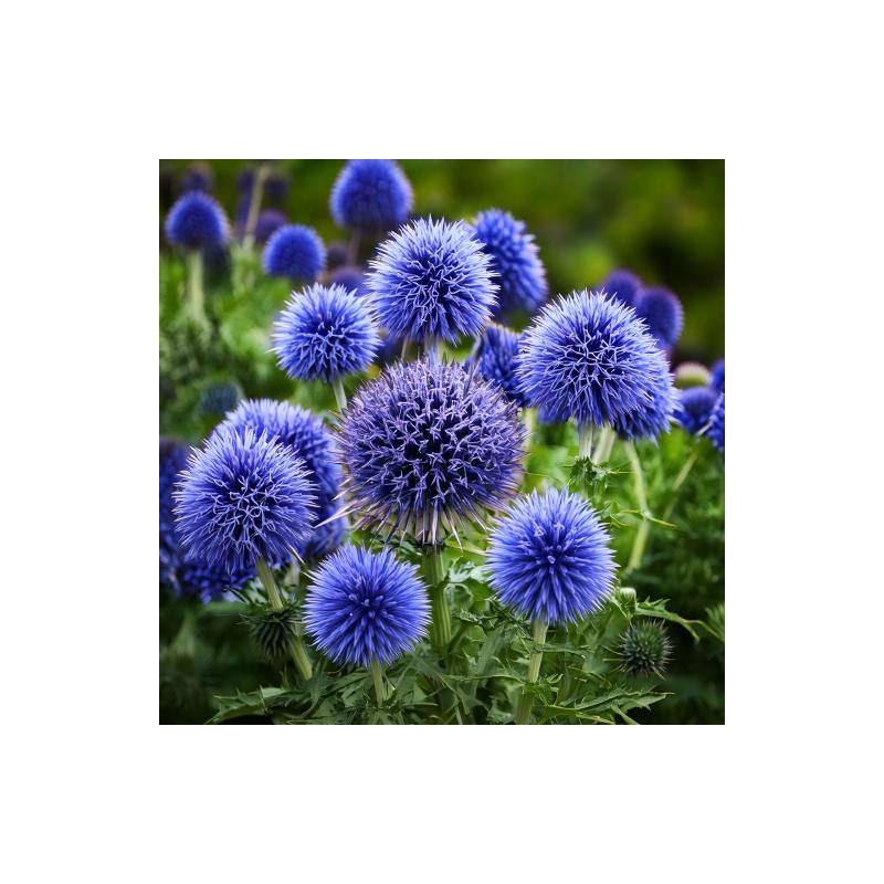 Echinops Veitch's Blue - 6 stuks