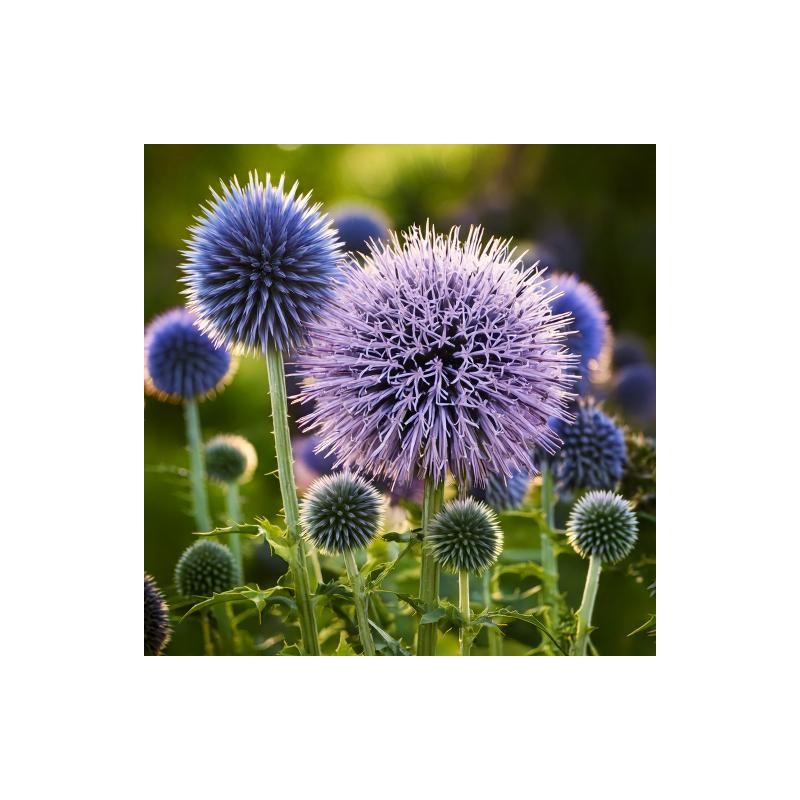 Echinops ritro - 6 stuks