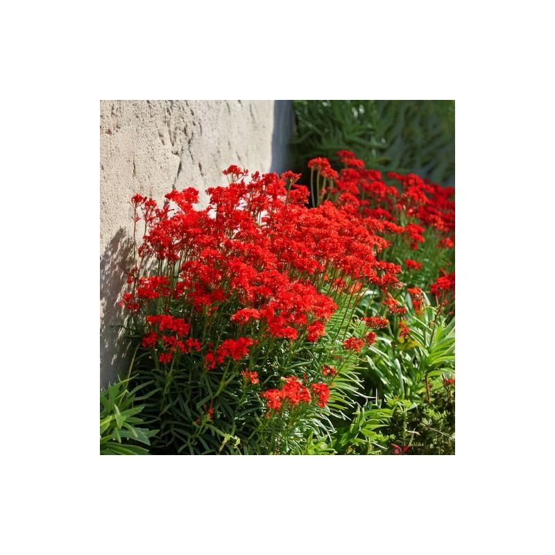 Erysimum Red Jep - 6 stuks