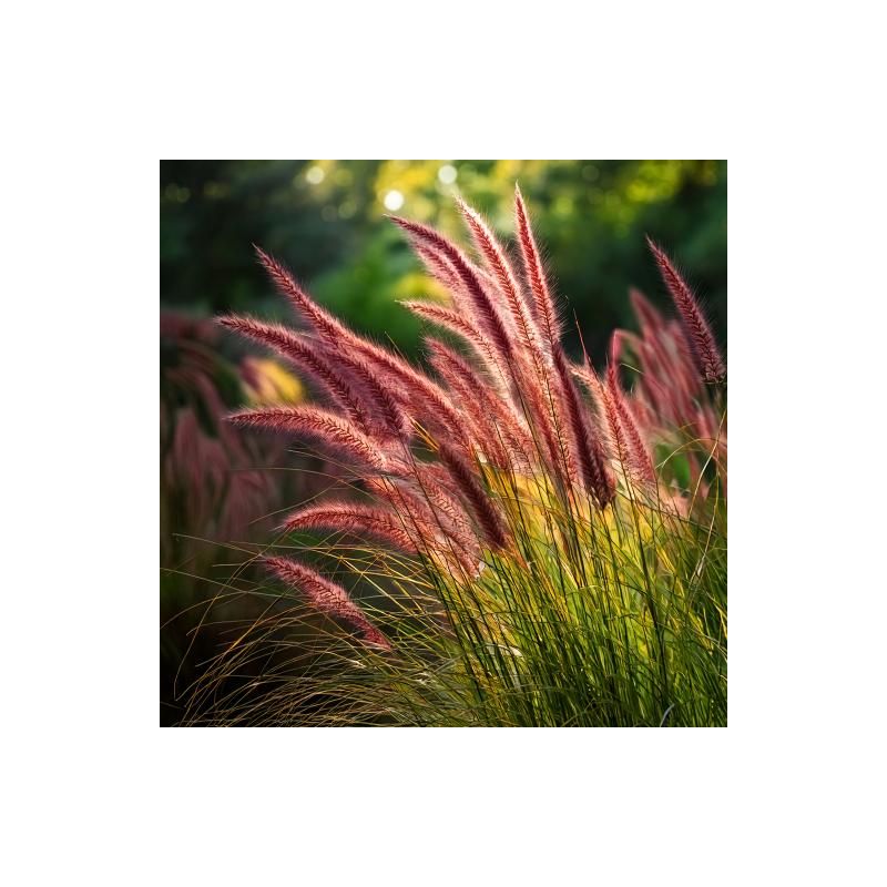 Pennisetum Red Head - 6 stuks