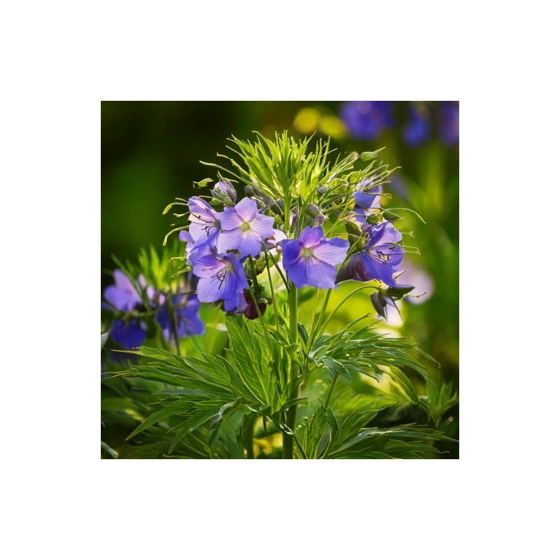 Polemonium 'Northern Lights'- 6 stuks