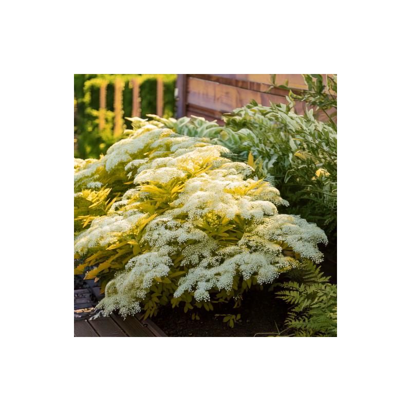 Spiraea jap. 'White Gold'