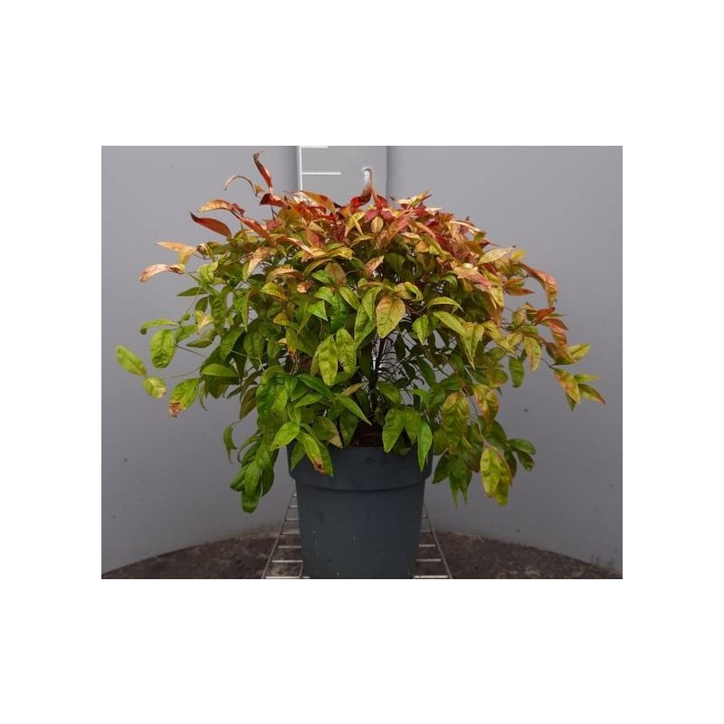 Nandina Firepower