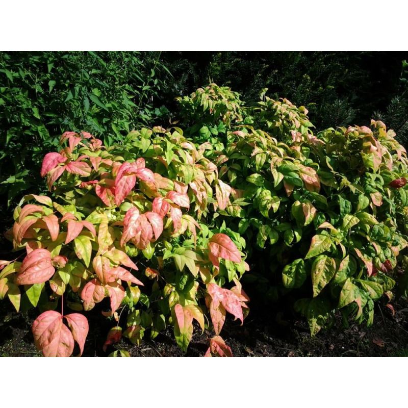 Nandina Firepower