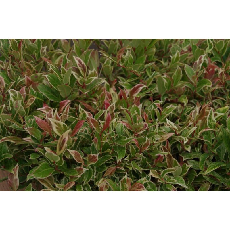 Leucothoe Firestar