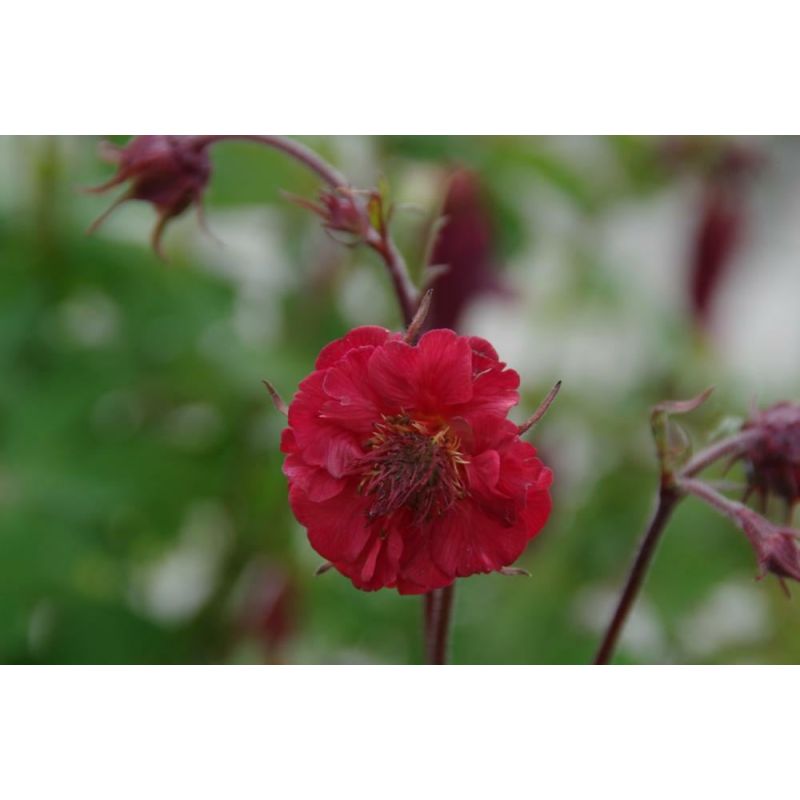 Geum Flames of Passion - 6 stuks