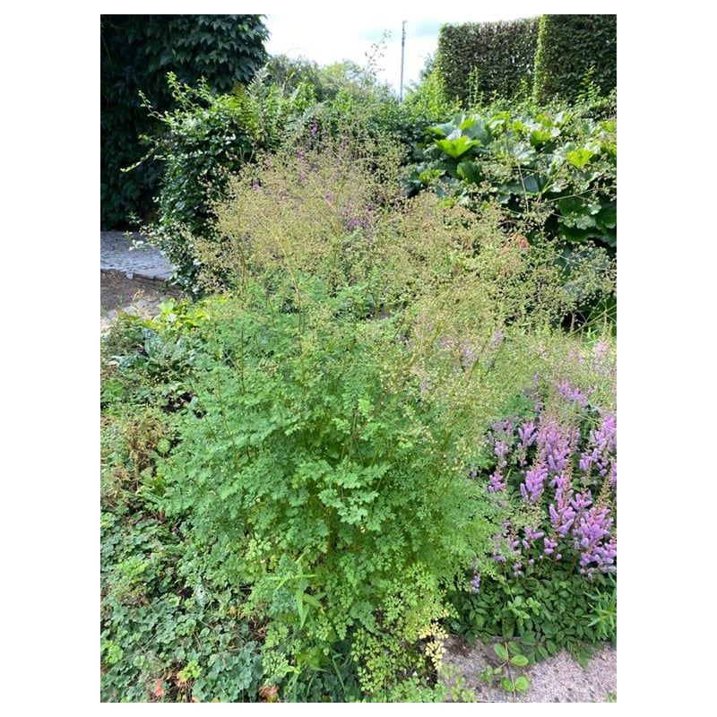 Thalictrum flavum glaucum - 6 stuks