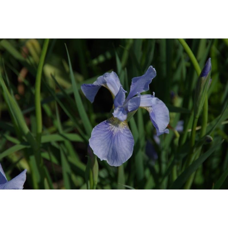 Iris Sparkling Rose - 6 stuks